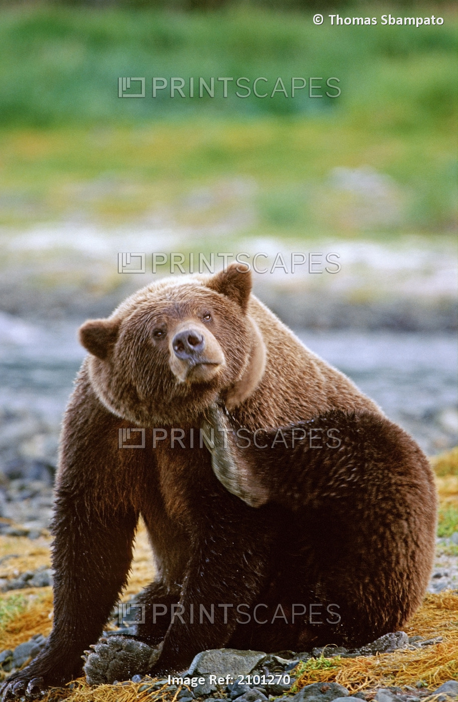 Brown Bear Scratching Chin Geographic Harbor Katmai National Park Southwest ...