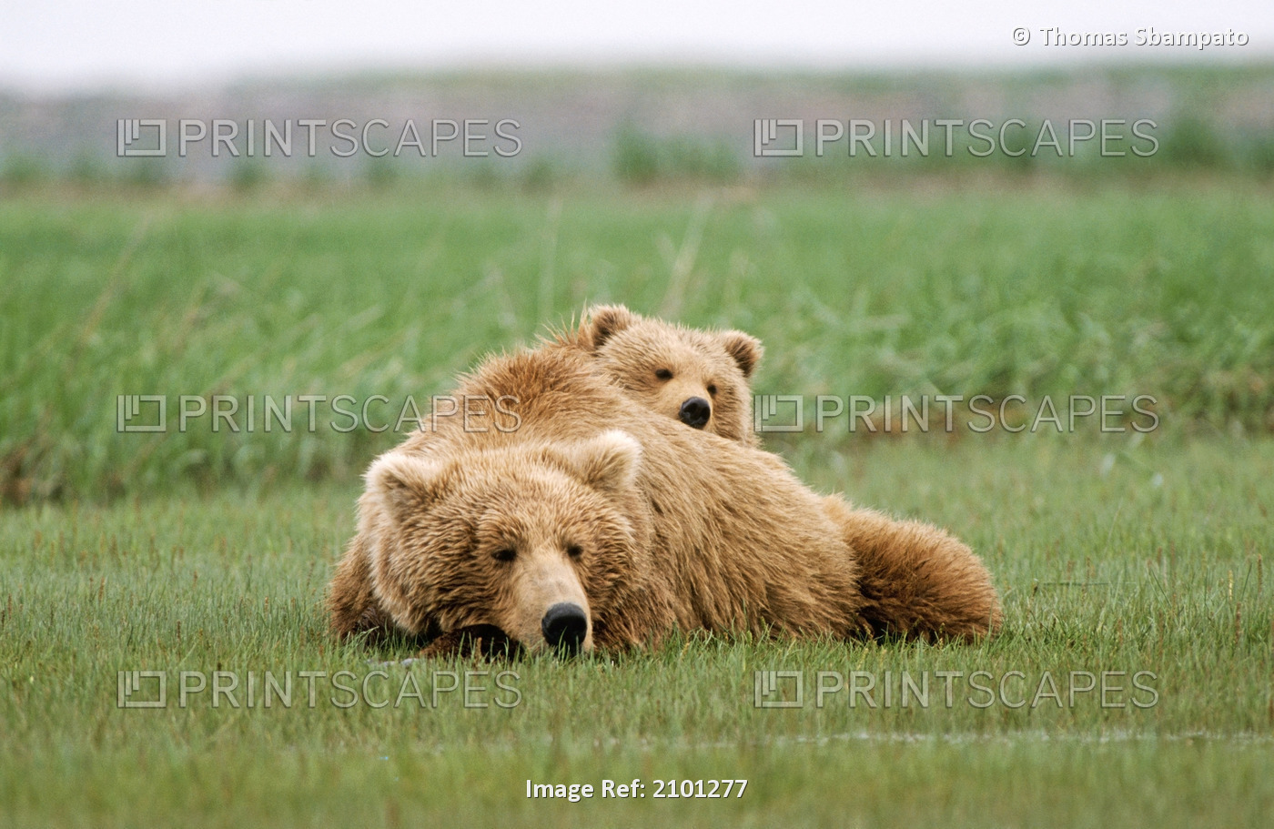 Sow Grizzly W/Cub Resting After Nursing Katmai National Park Alaska Summer