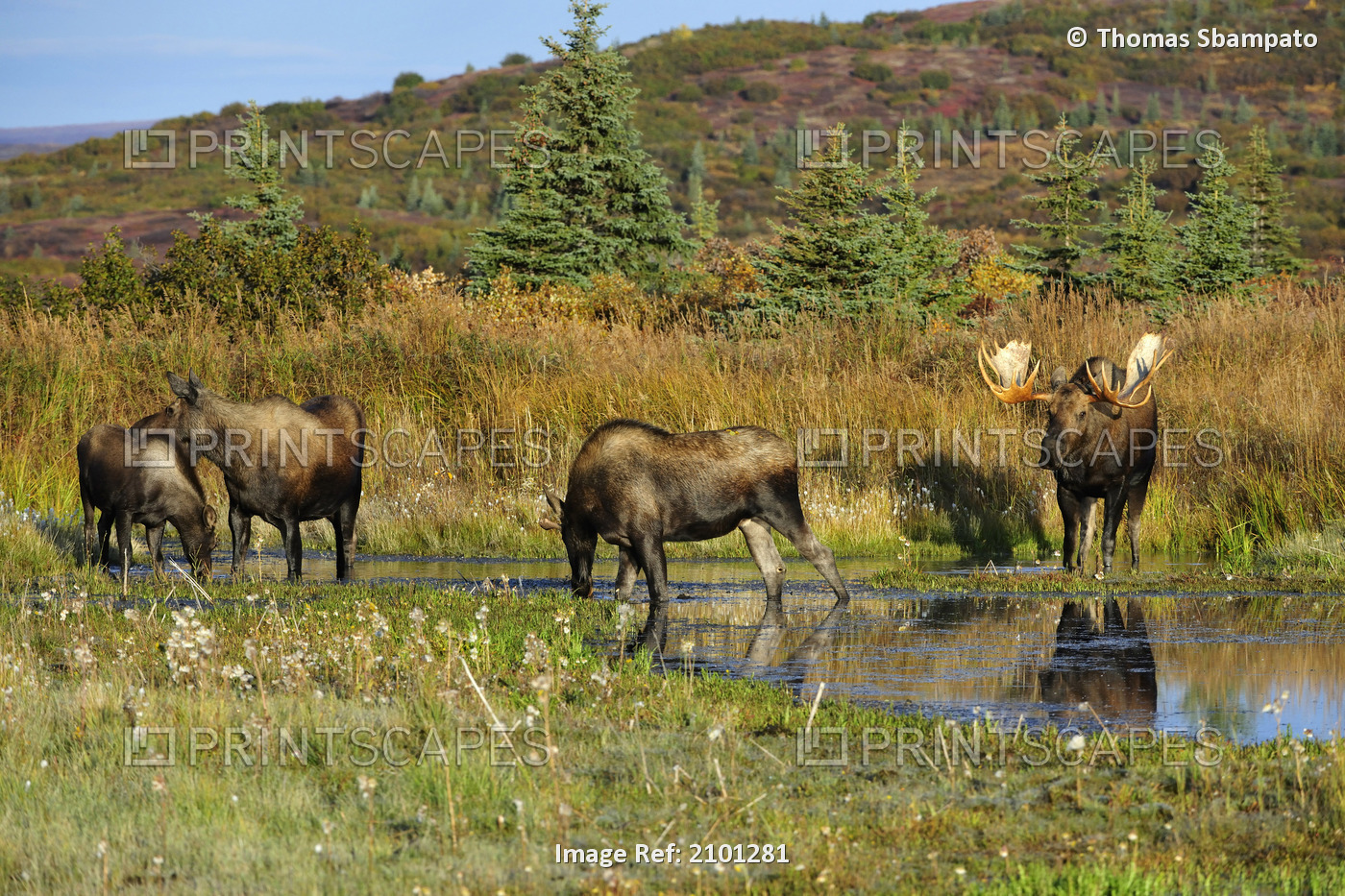 Bull Moose And Its Harem During The Rut Season In Autumn, Denali National Park, ...