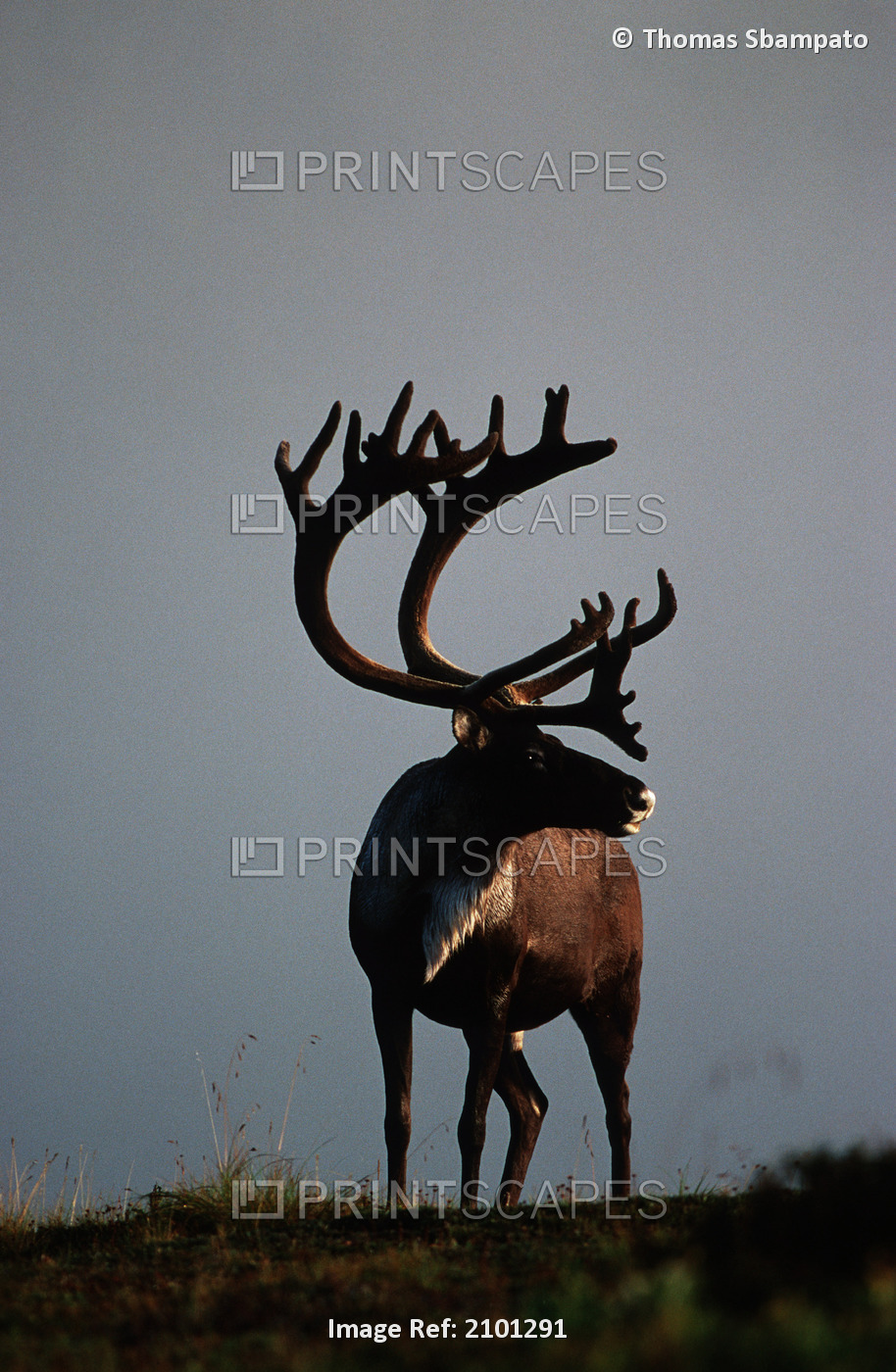 Caribou Standing On Tundra At Sunset In Denali National Park During Autumn, ...