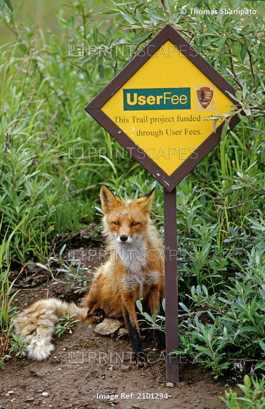Red Fox Sitting Near Trail Sign Denali National Park Interior Alaska Summer
