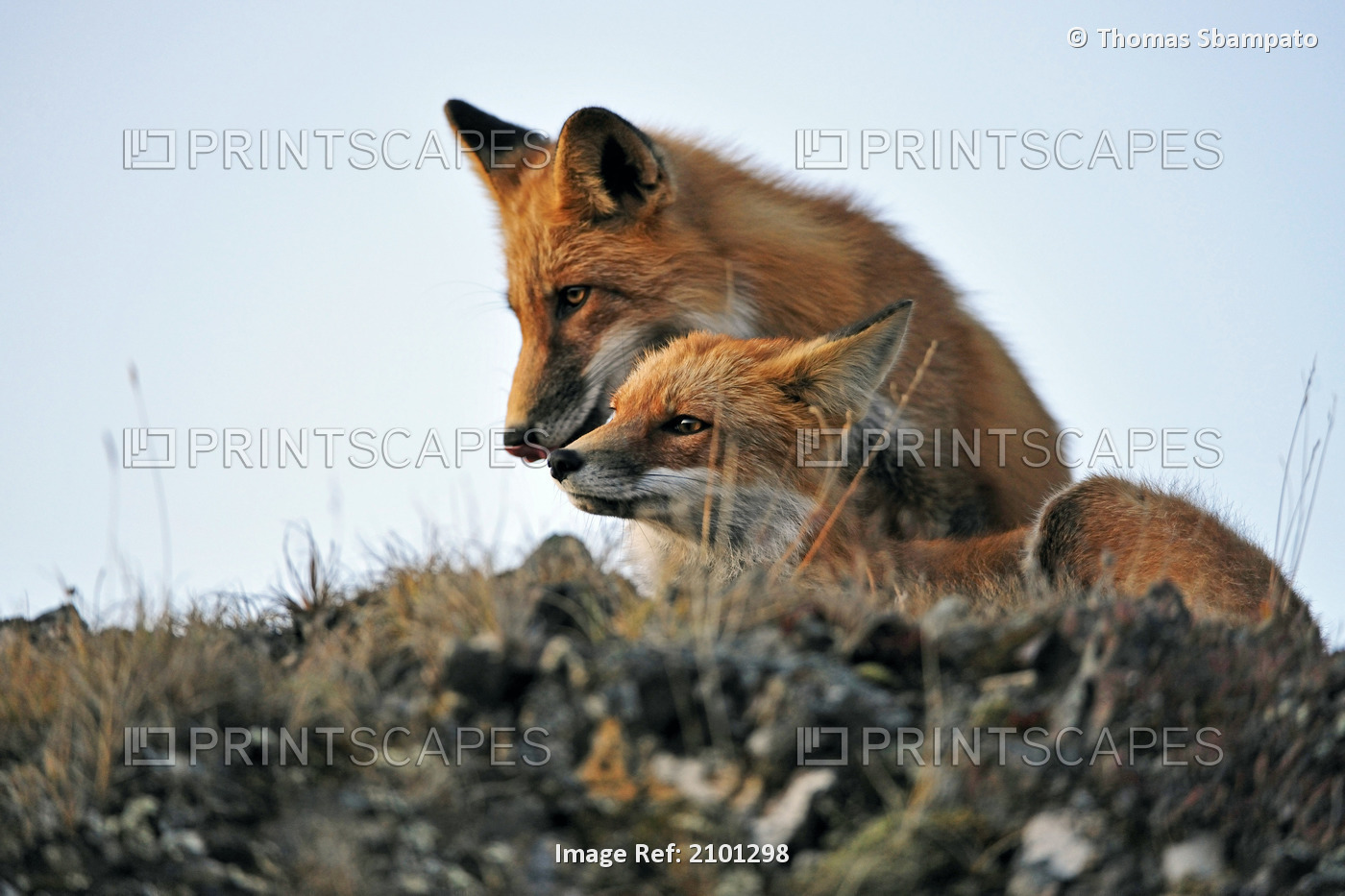 Two Red Foxes Playing On Tundra In Denali National Park, Interior Alaska