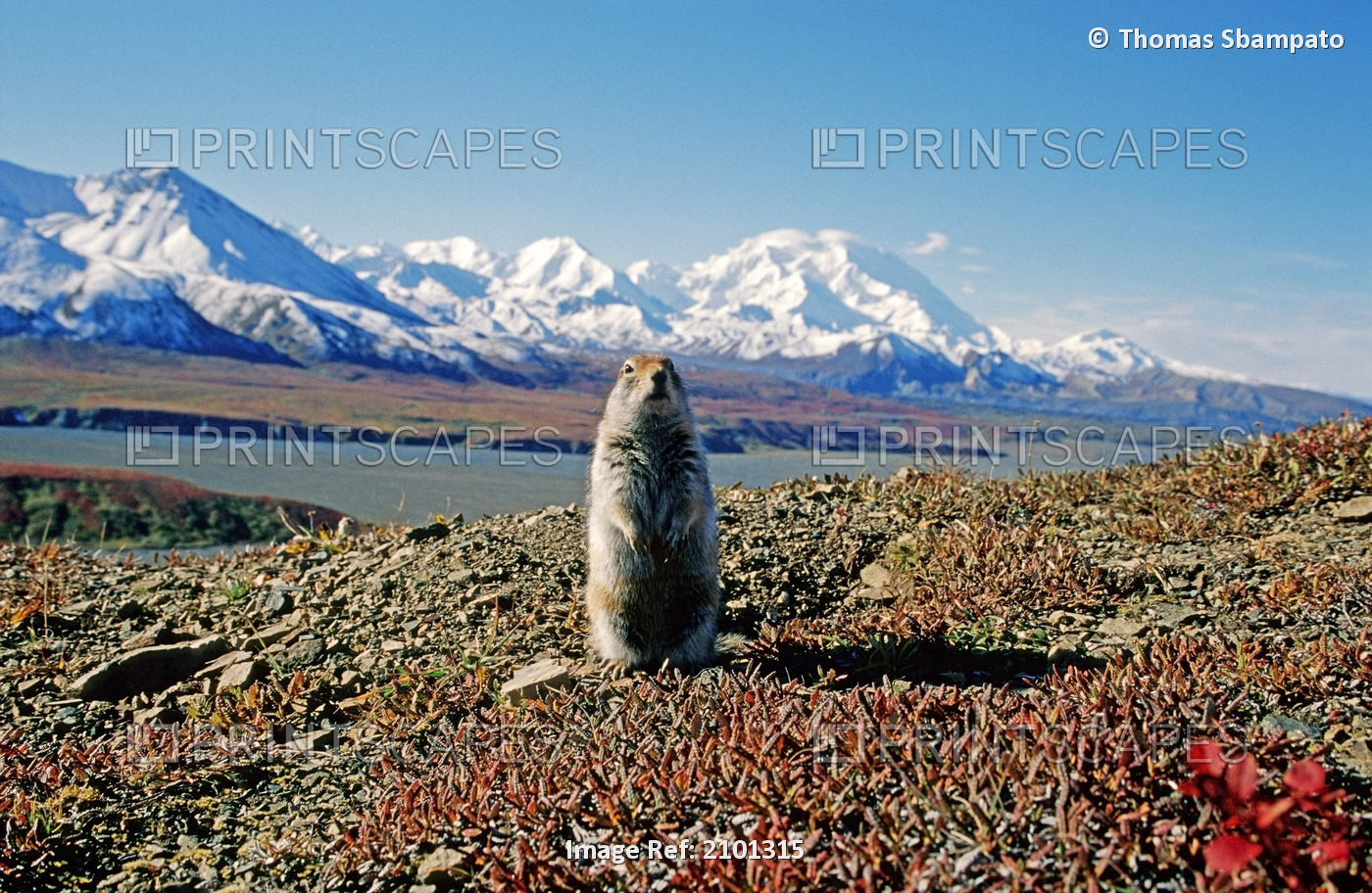 Ground Squirrel In Front Of Mt Mckinley Denali National Park Interior Alaska ...