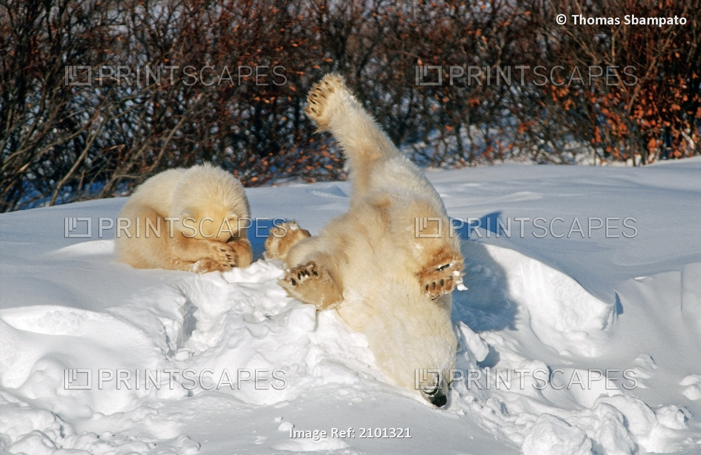 Polar Bear Mother & Cub Together In Snow Churchill Manitoba Canada Spring