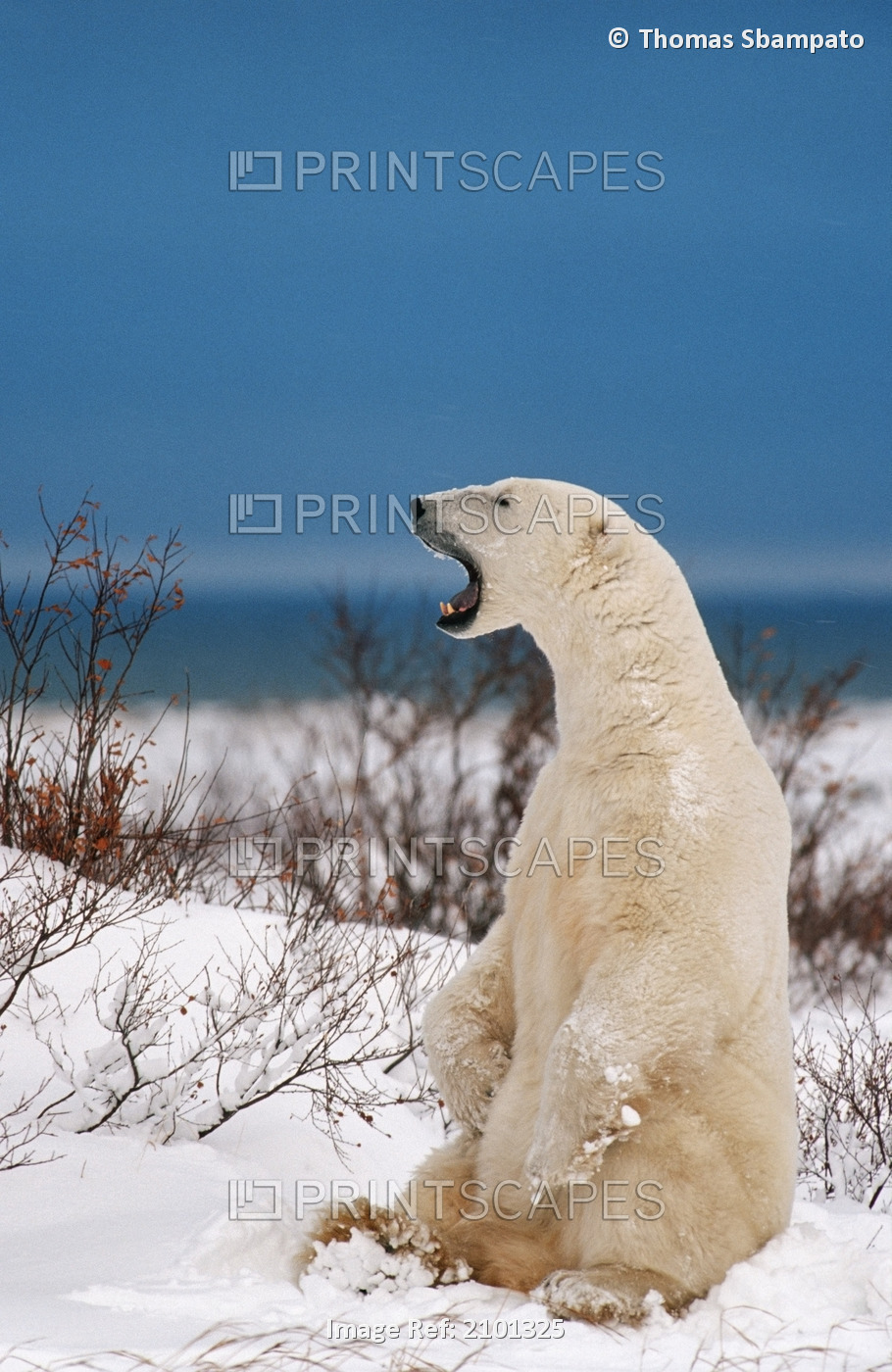 Polar Bear Sitting In Snow Yawning Churchill Manitoba Canada Spring