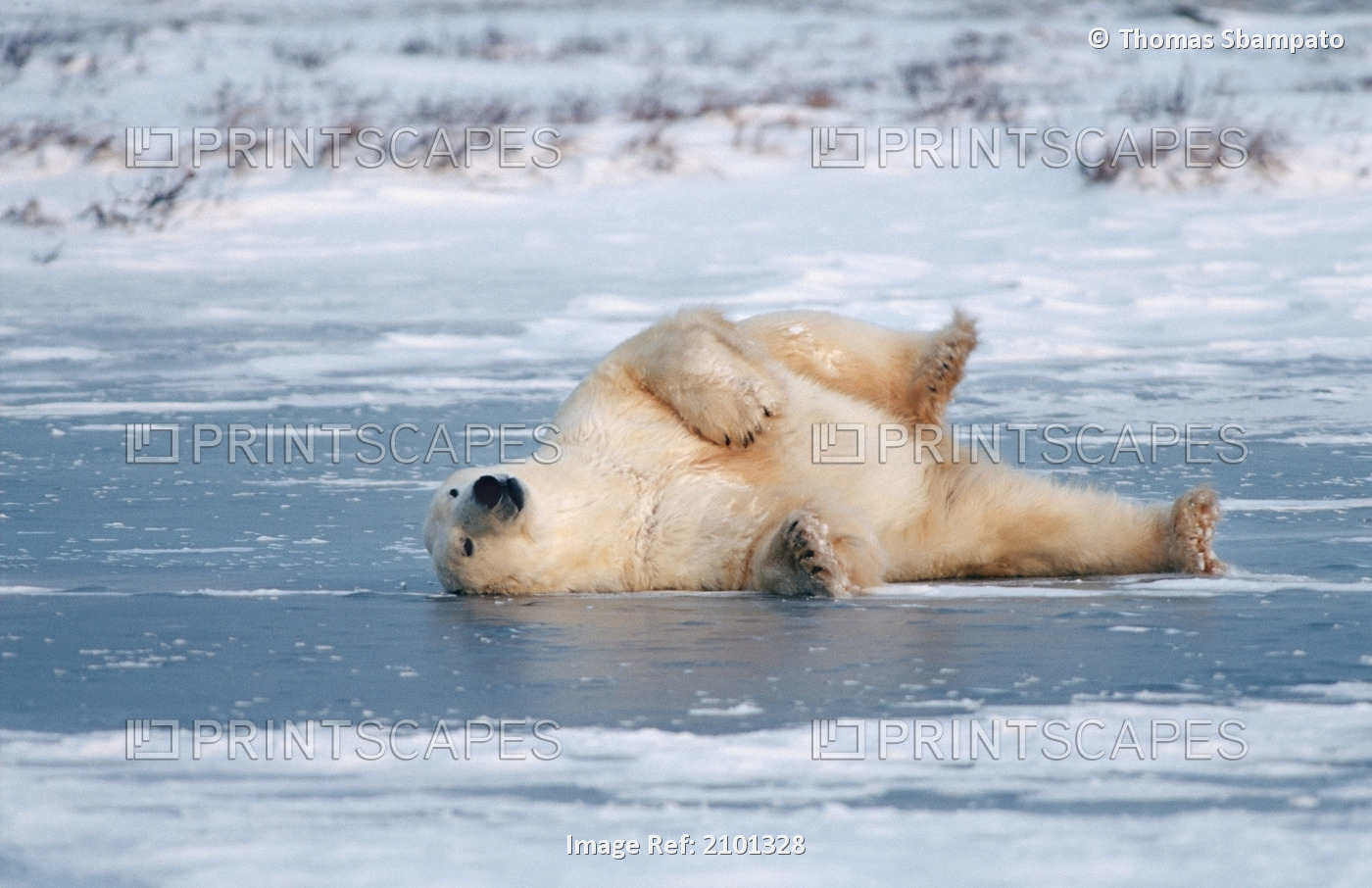 Polar Bear Scratching Chin & Chest Across The Ice Churchill Manitoba Canada ...