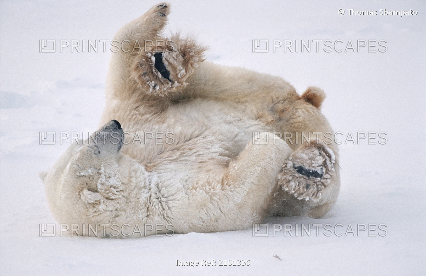 Polar Bear Lying On Back In Snow Churchill Manitoba Canada Spring