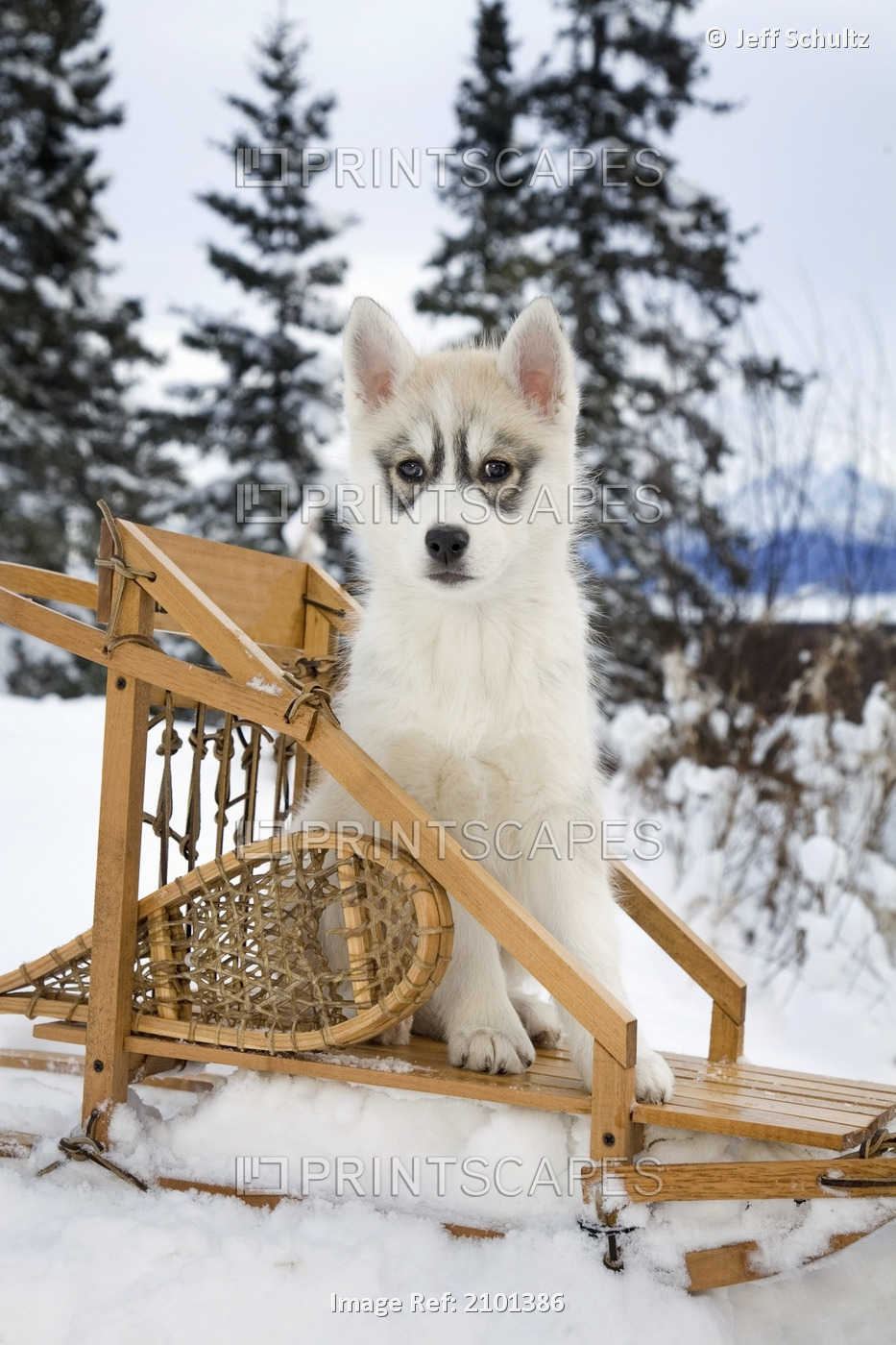 Siberian Husky Puppy Sits In Dog Sled In Snow Alaska