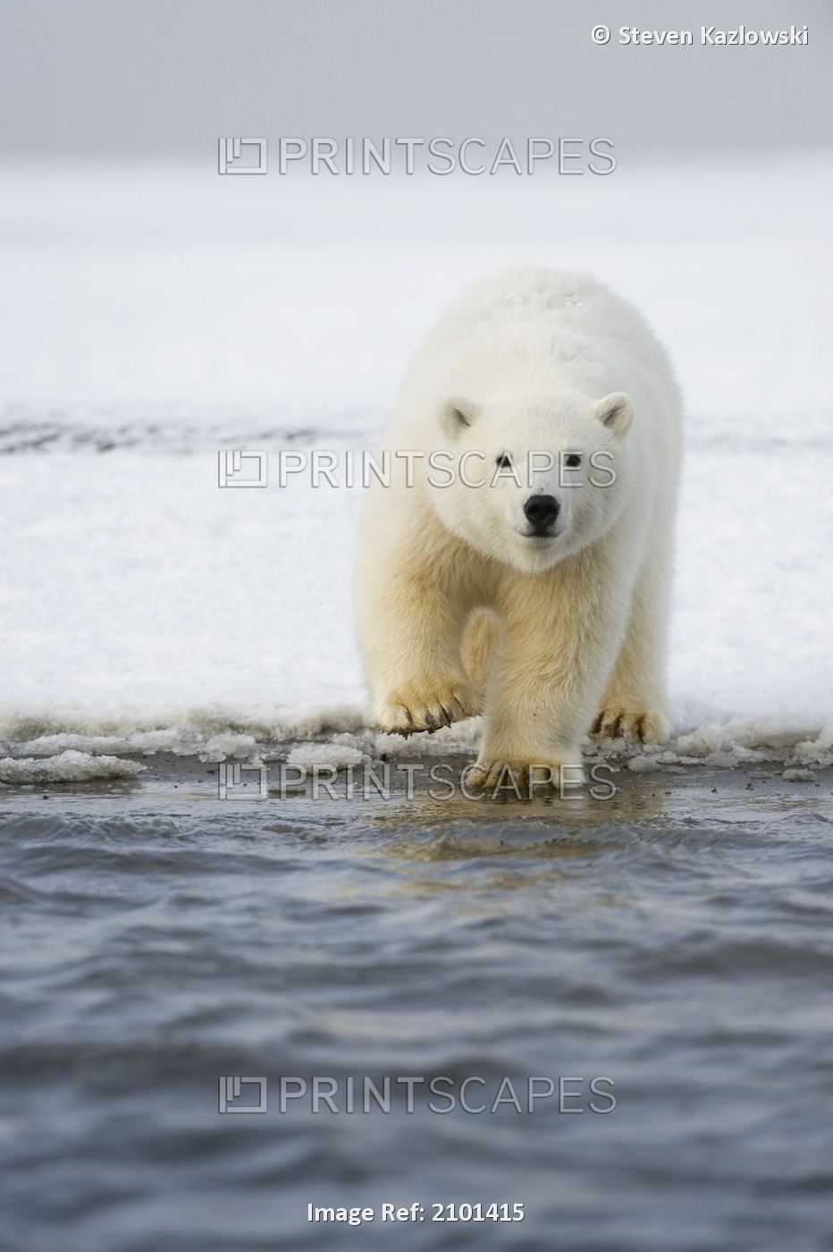 Two Year Old Cub Along A Barrier Island Off The 1002 Area Of The Arctic ...