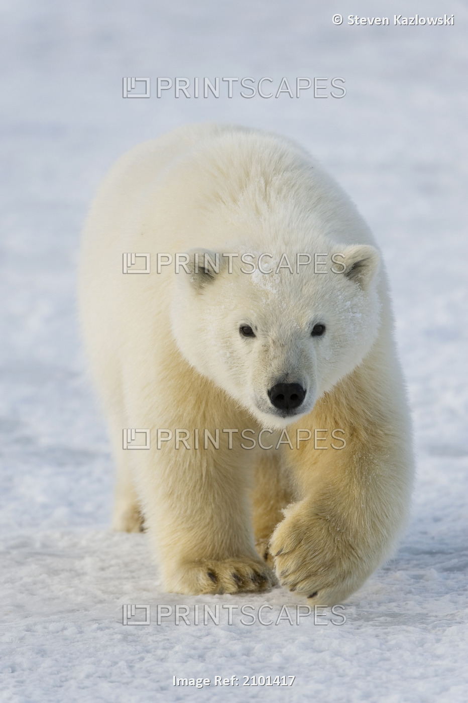 Sub-Adult Polar Bear Walks Along A Barrier Island, Bernard Spit, Off The 1002 ...