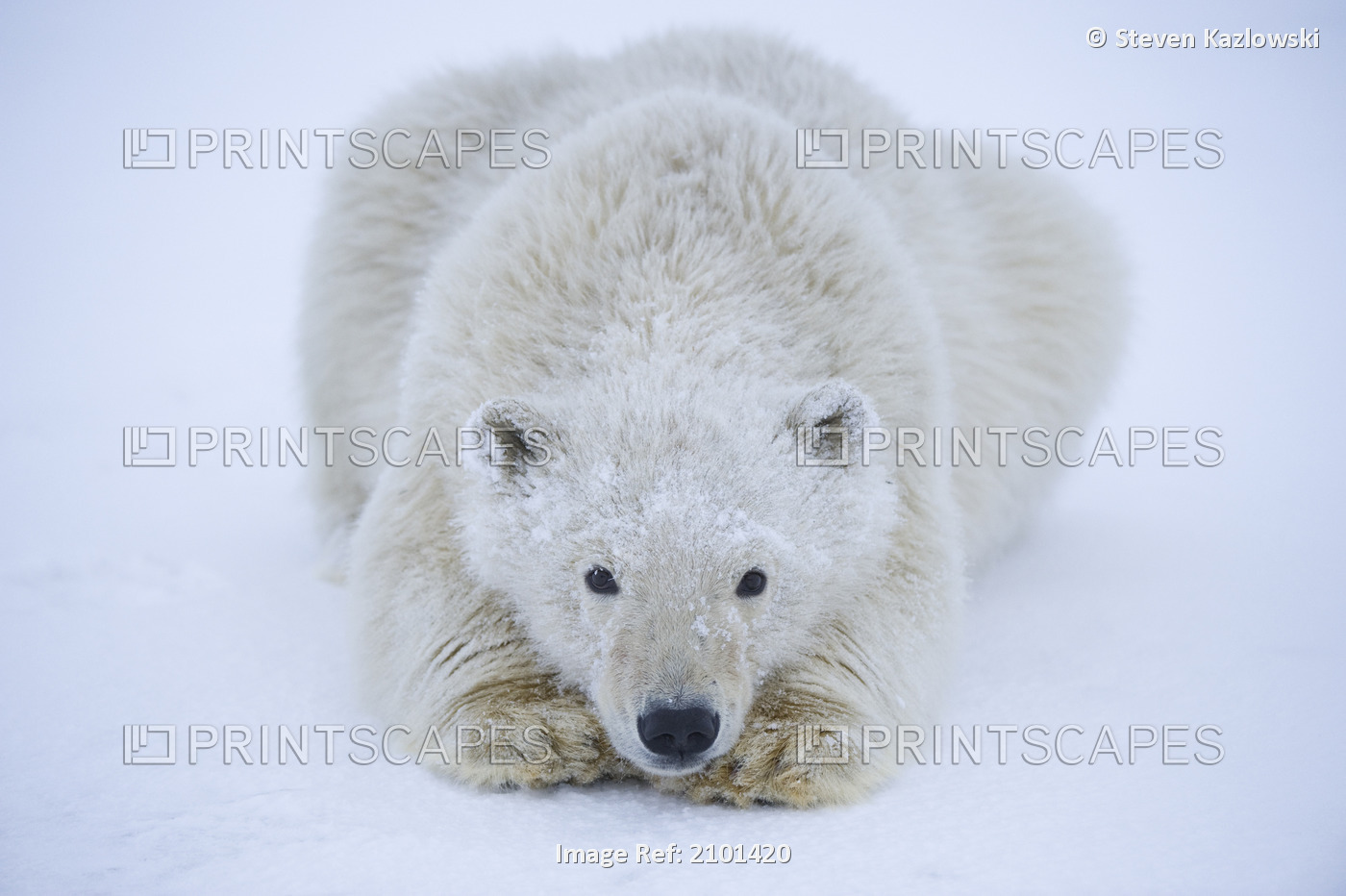 Close Up Of A Polar Bear Spring Cub Resting On Newly Formed Pack Ice, Off The ...
