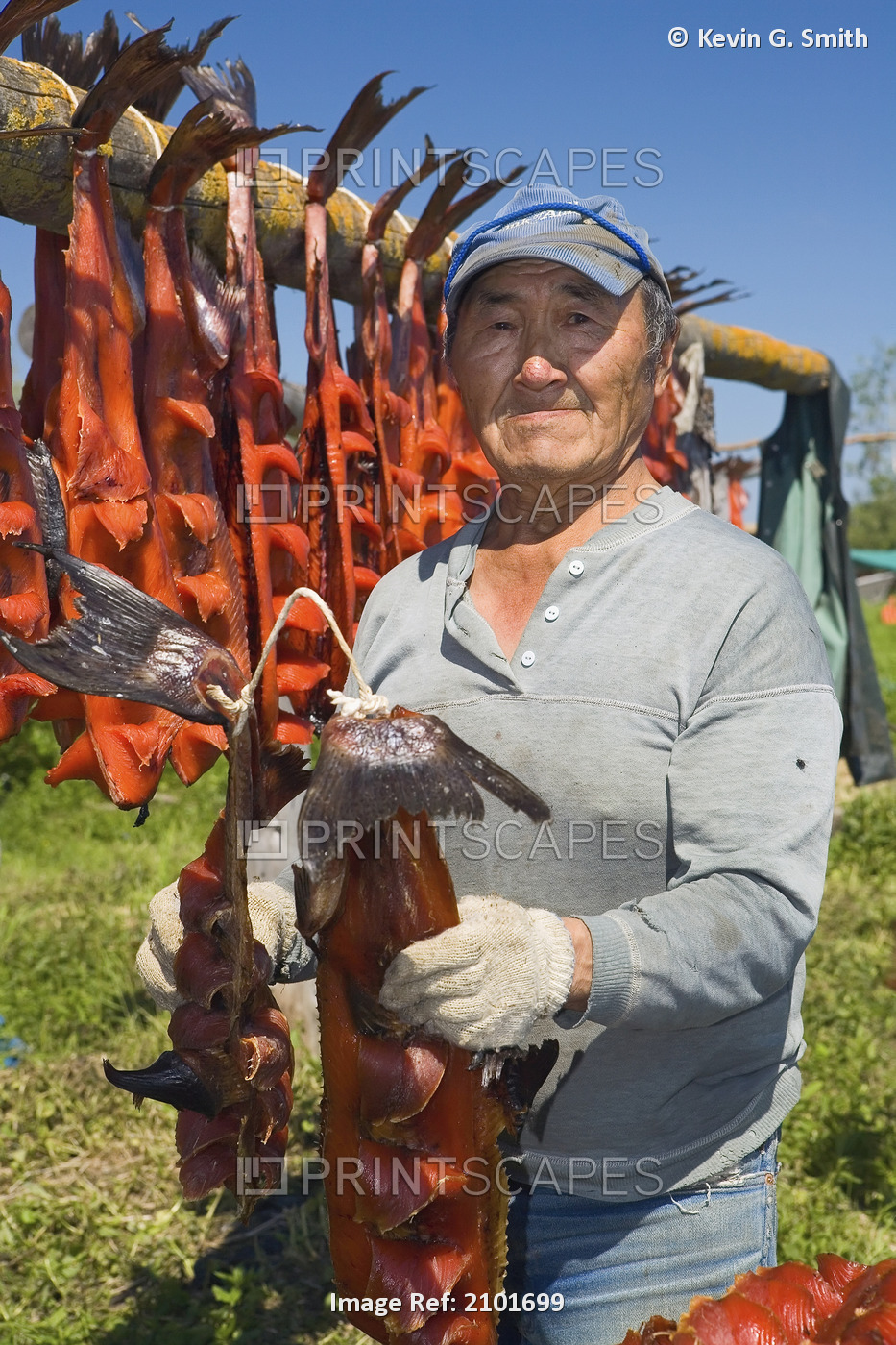 Elder Native Yupik Man Removes Salmon From Drying Rack Along Kuskokwim River ...