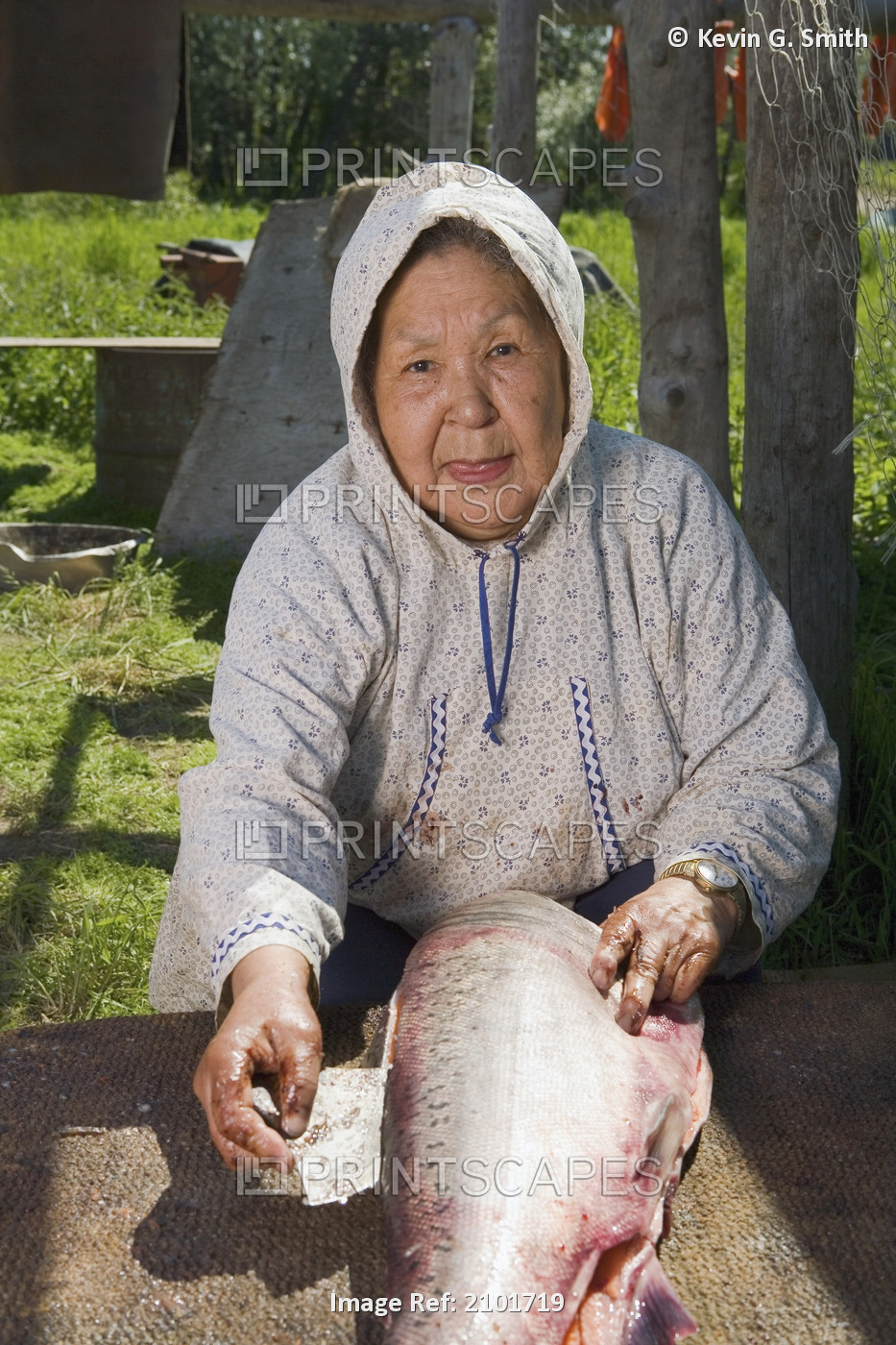 Elder Native Yupik Woman In Traditional Kuspuk Using Ulu To Fillet King Salmon ...