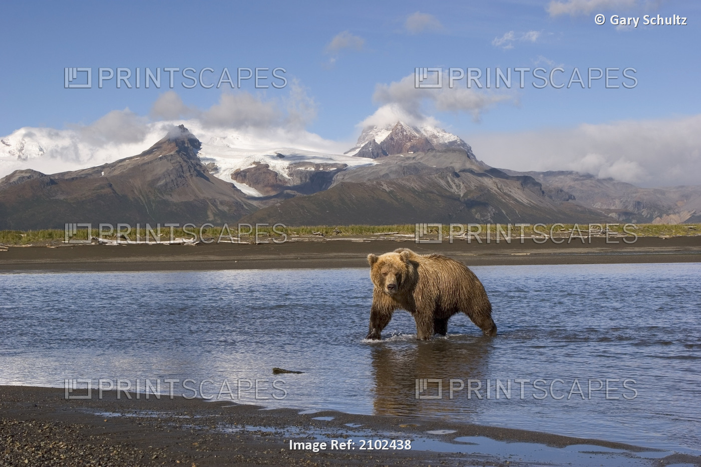 Grizzly Looking For Salmon In River At Hallo Bay Katmai National Park Alaska