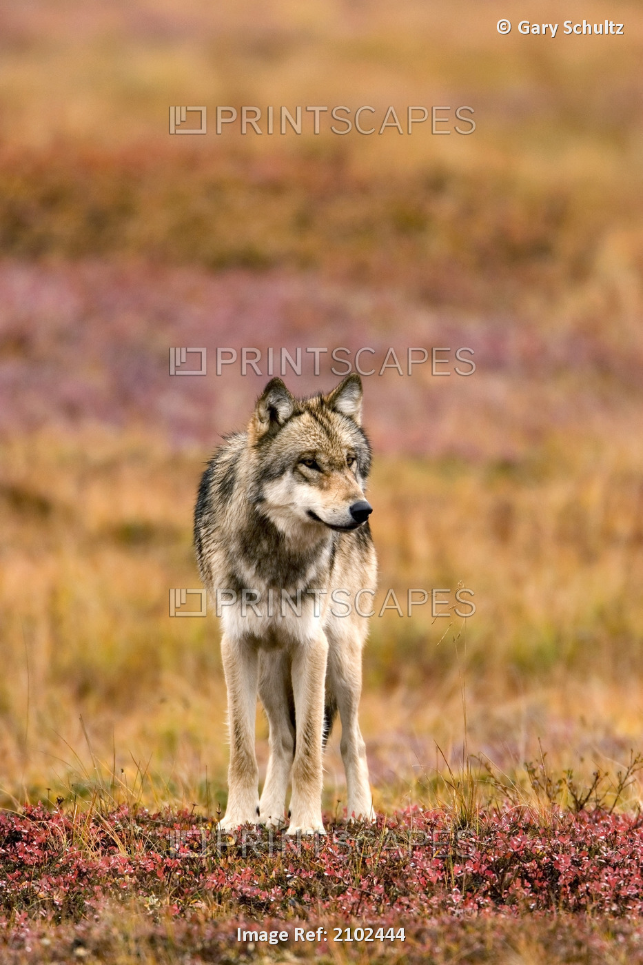 Gray Wolf Standing On Fall Colored Tundra Denali National Park Alaska