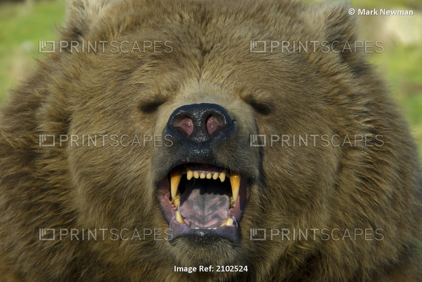 Close-Up Of A Snarling Brown Bear With Teeth Bared In Game Park, Washington