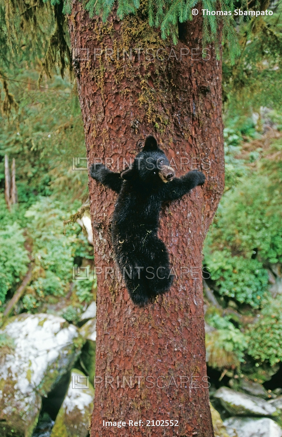 Black Bear Cub Climbing Up Tree Anan Creek Tongass National Forest Southeast ...