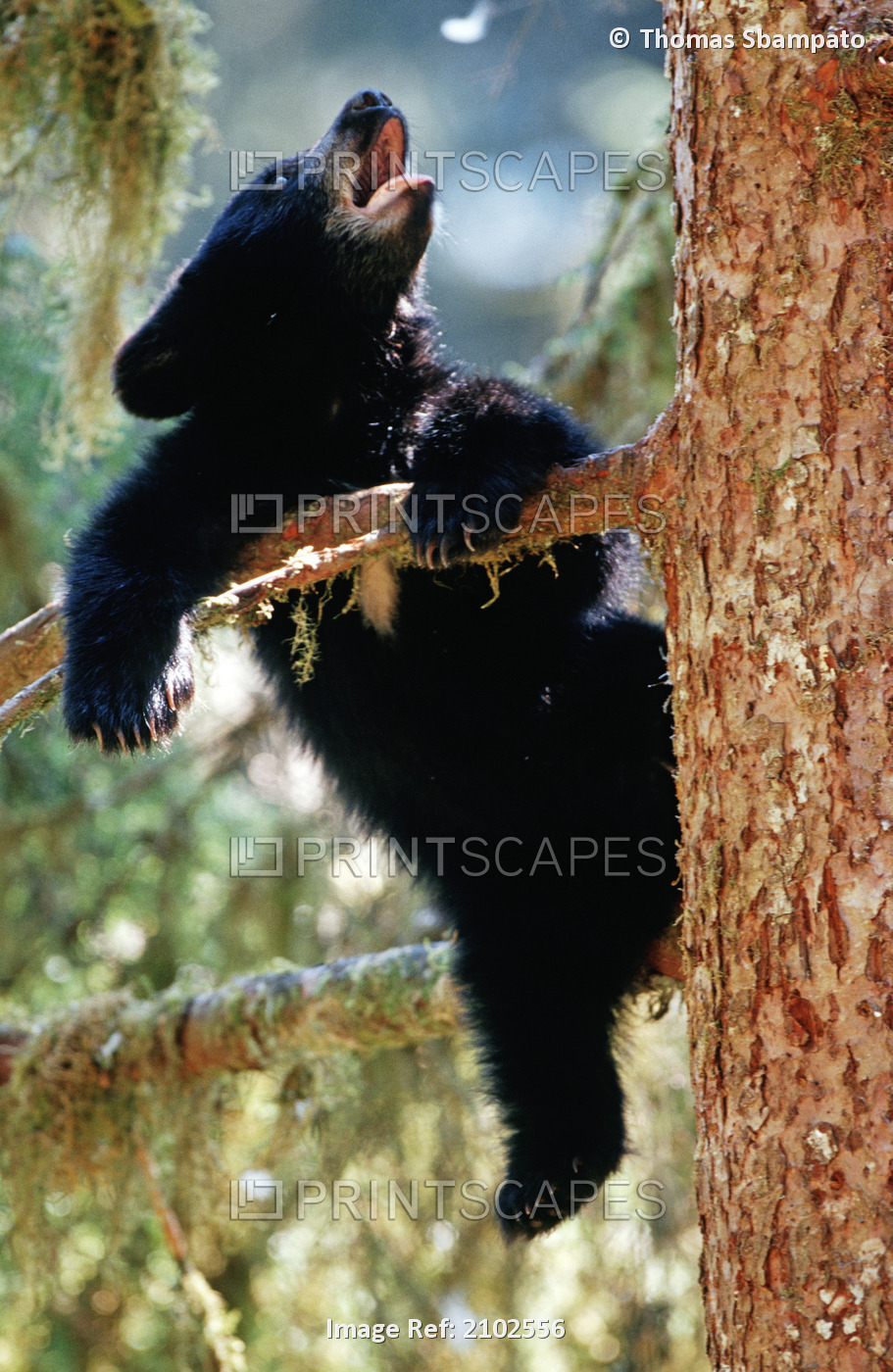 Black Bear Cub Hanging Out In Tree Anan Creek Tongass National Forest Southeast ...