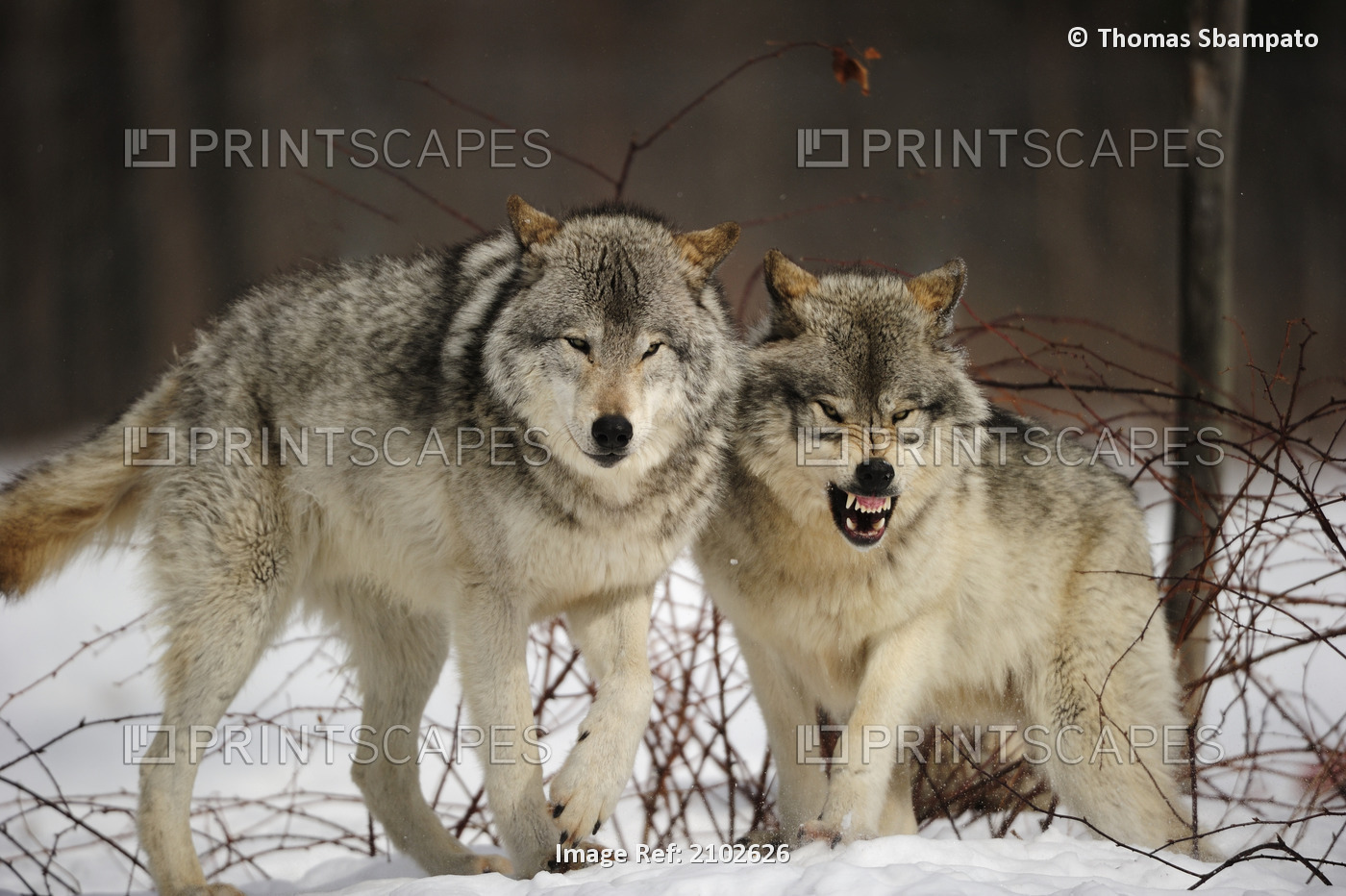 Captive, View Of Two Gray Wolf (Canis Lupus) Standing In Snow And Snarling, ...
