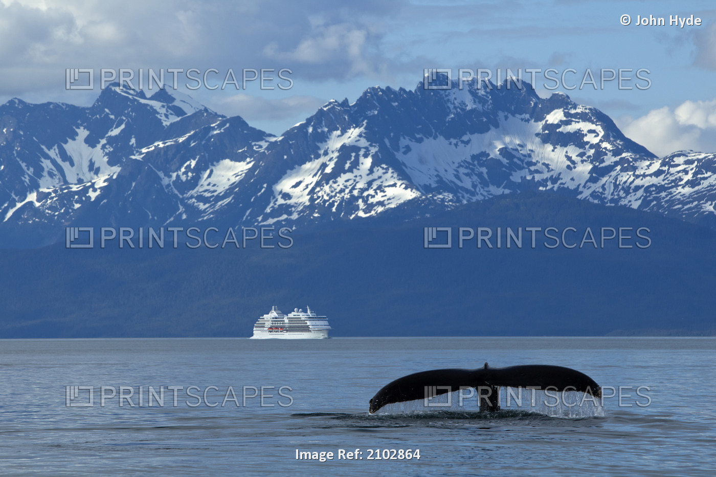 Composite: Humpback Whale Fluking In Lynn Canal With A Cruise Ship In The ...