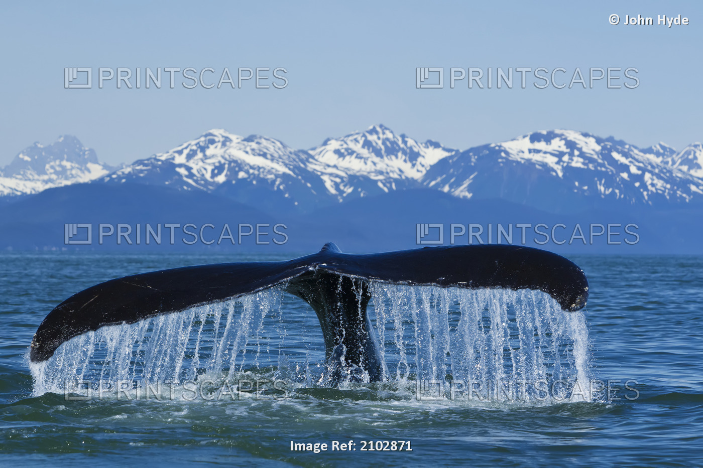Humpback Whale Fluking In Lynn Canal With Chilkat Mountains In The Distance, ...