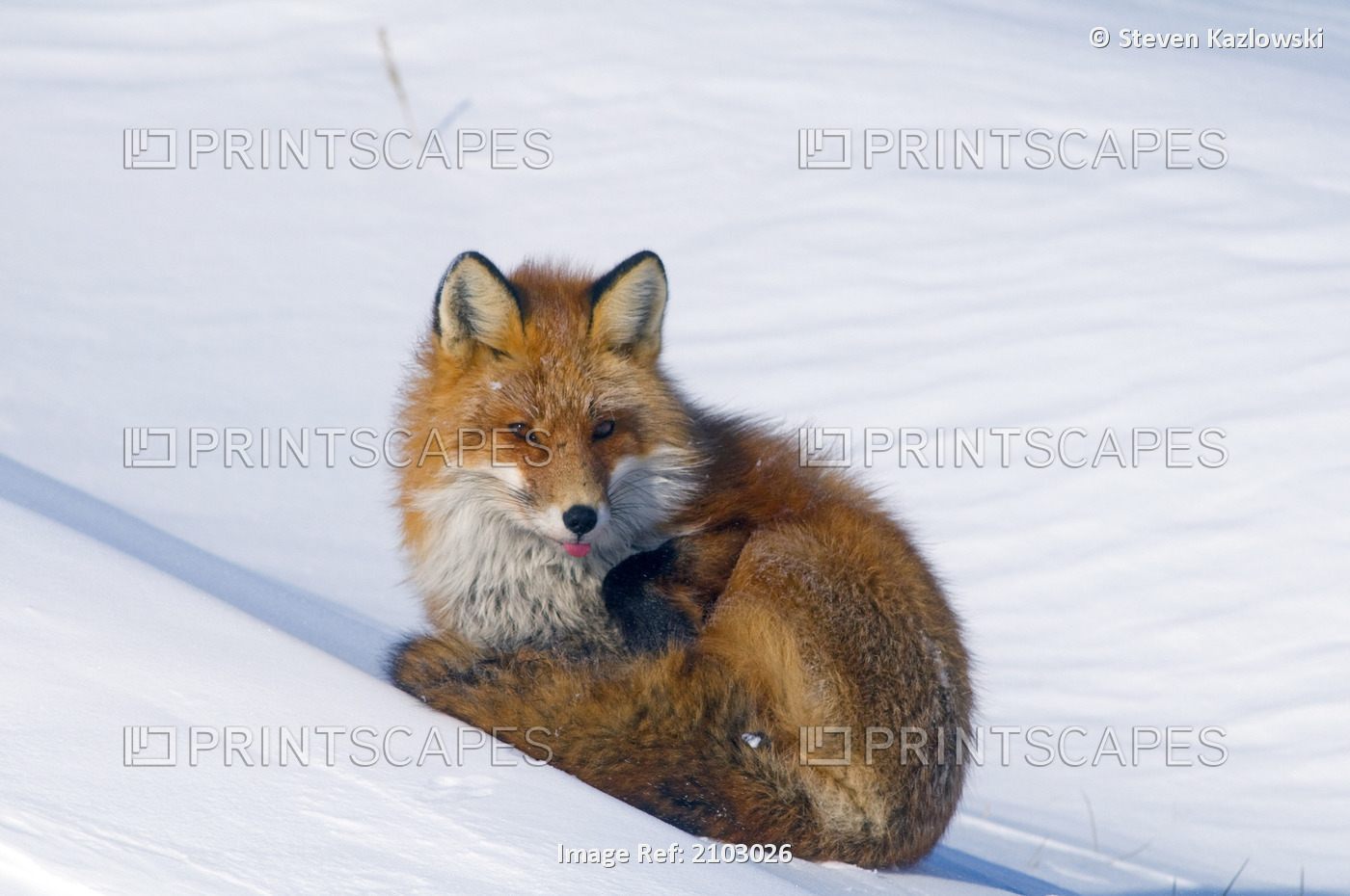 Red Fox Stretches In The Sun On Snowcovered Tundra In Winter Along The Arctic ...