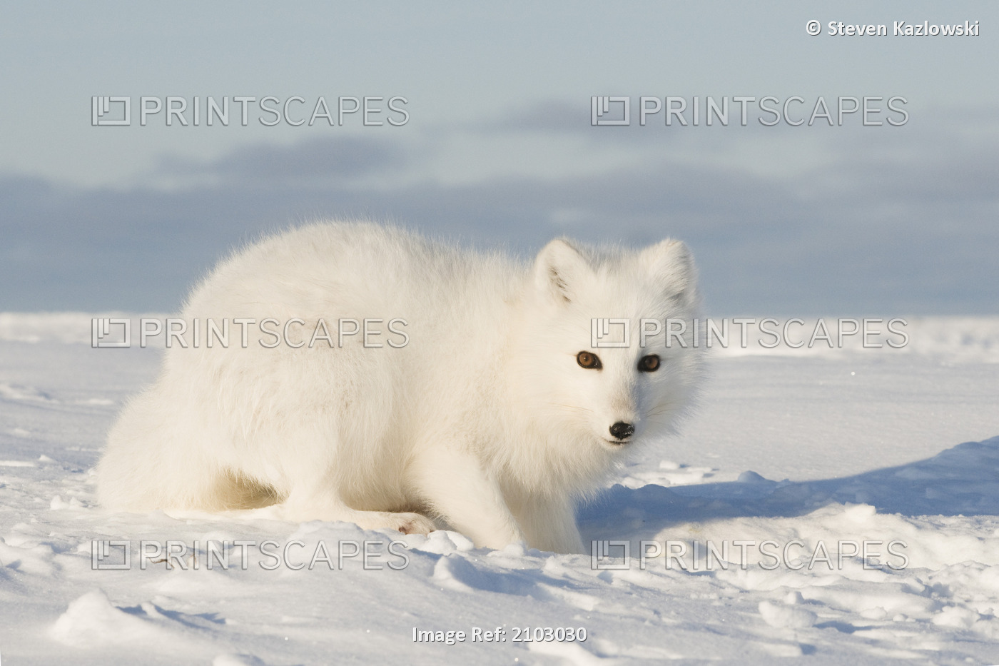 Arctic Fox With A Full Winter Coat In The 1002 Area Of The Arctic National ...
