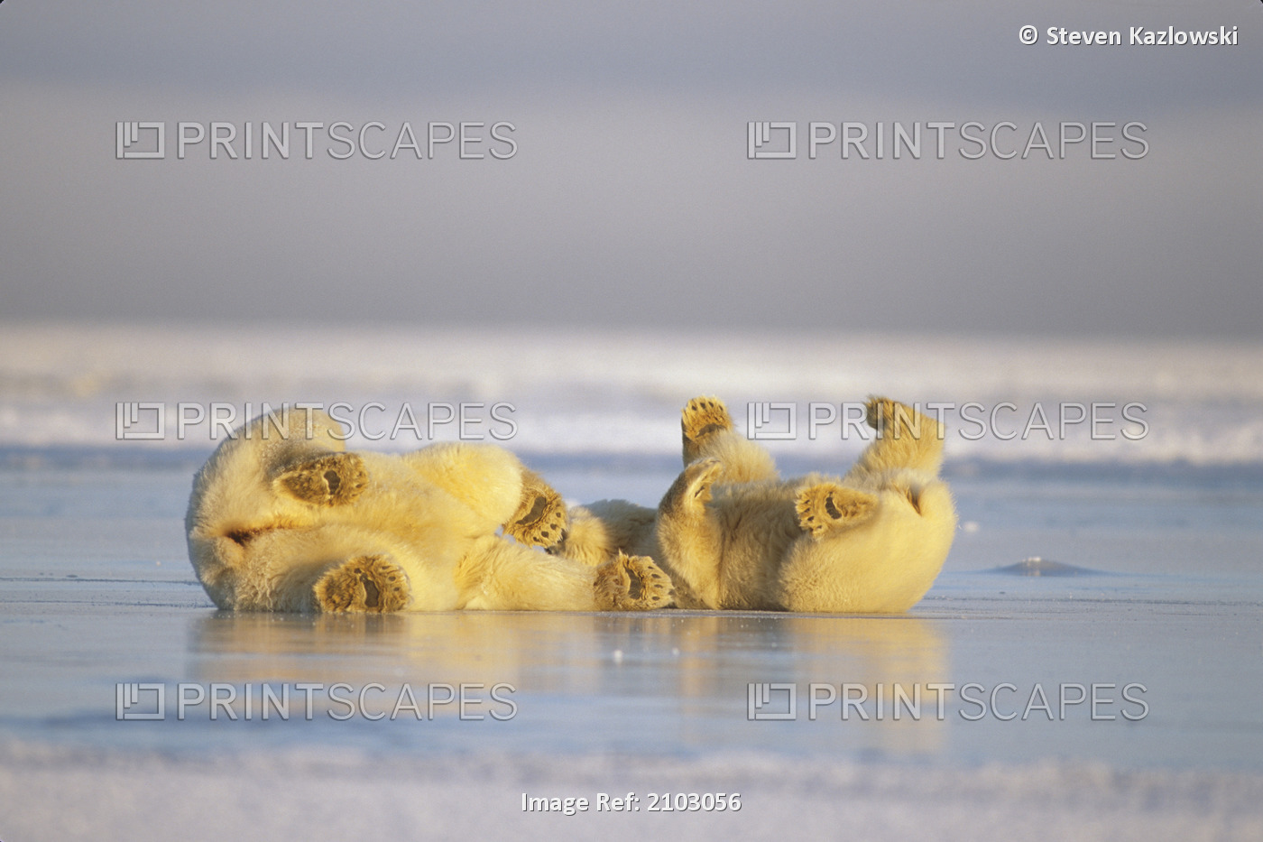 Polar Bear Sow & Cub Rolling On Ice Anwr Alaska Winter Ar Beaufort Sea