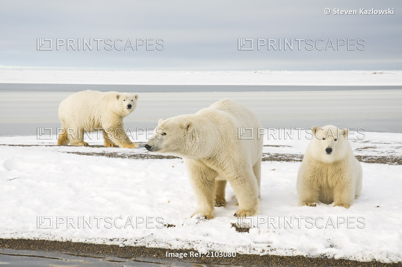 Polar Bear Sow With A Pair Of 2-Year-Old Cubs Walk Along A Barrier Island In ...
