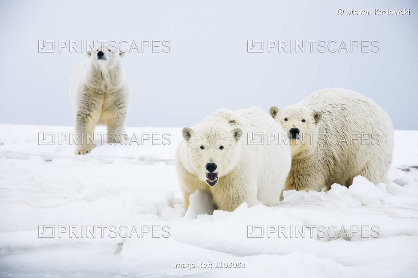 Polar Bear Sow With Two 2-Year-Old Cubs Walk Along A Barrier Island On Bernard ...