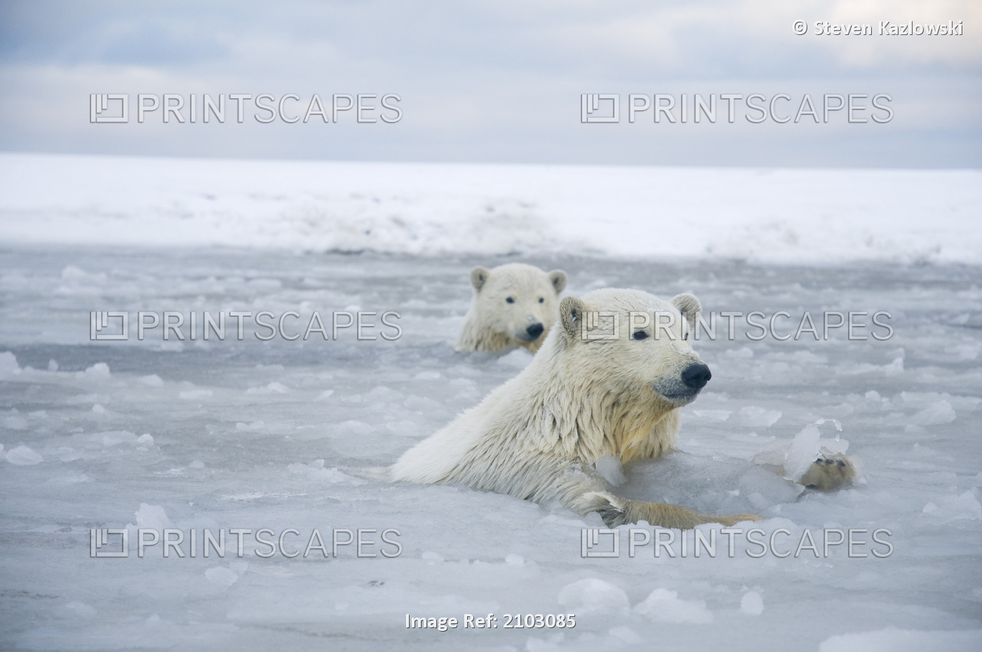 Pair Of Polar Bear Cubs In Slushy Waters Along A Barrier Island During Fall ...
