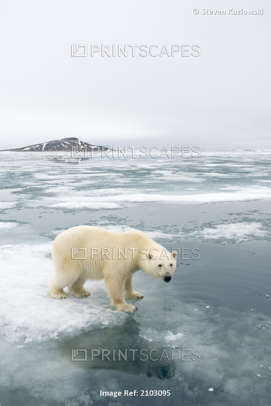 Polar Bear Travels On Sea Ice Floating Off The Coast Of Svalbard In Search Of ...