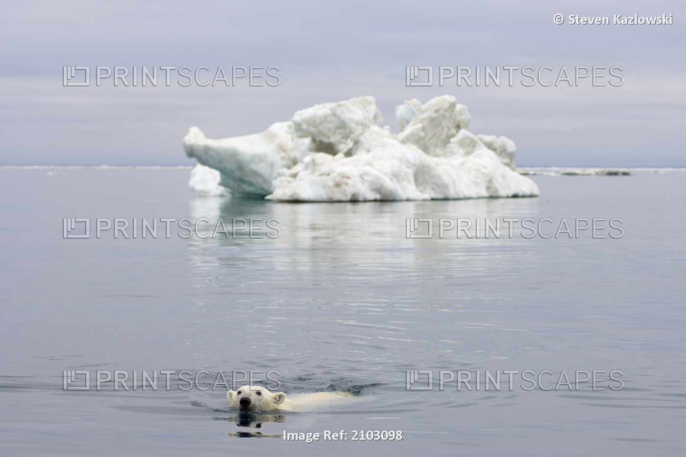 Polar Bear Swims Off The Coast Of The Arctic National Wildlife Refuge With An ...