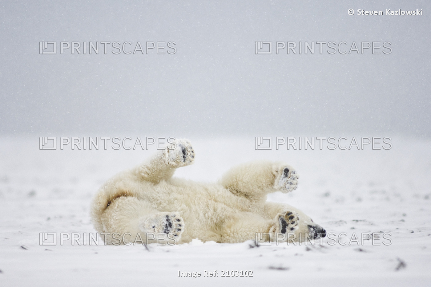 Polar Bear Plays On Newly Formed Pack Ice, Off The Arctic National Wildlife ...