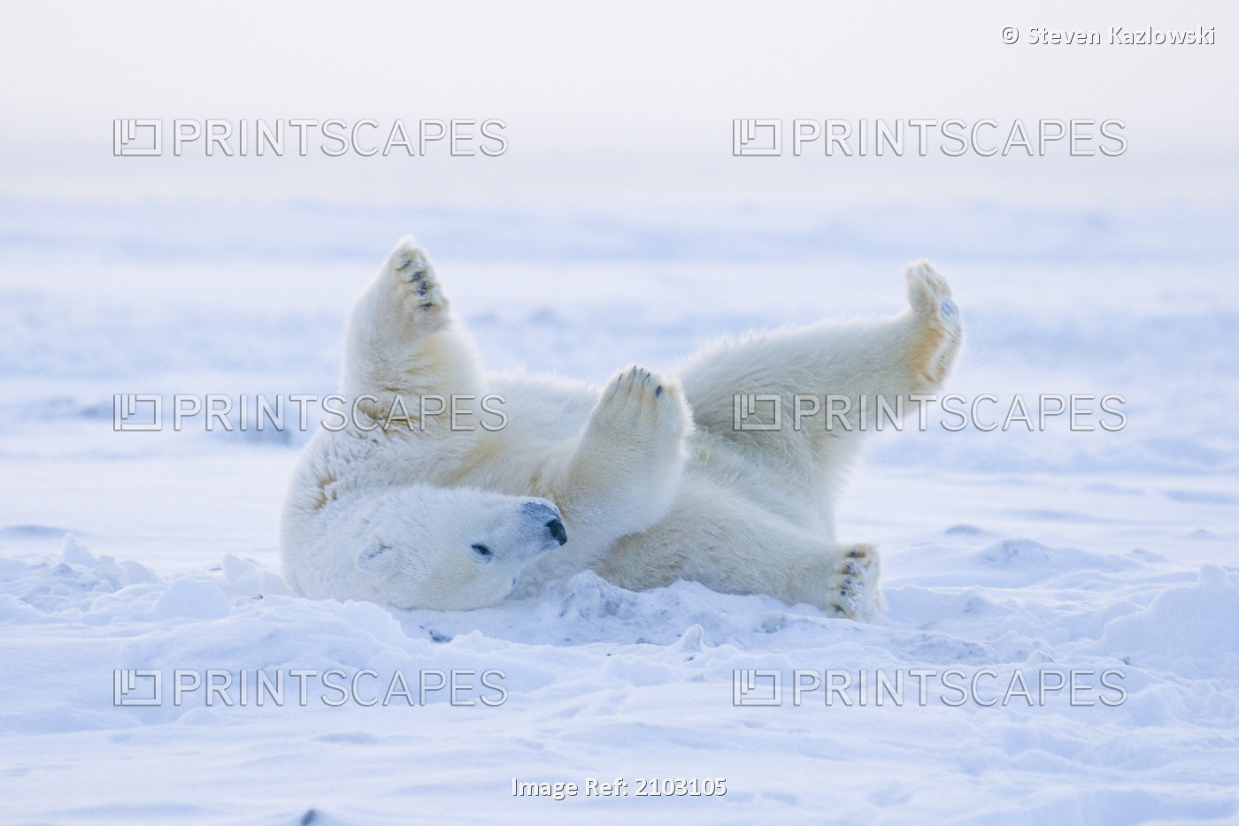 Polar Bear Laying On Snowcovered Pack Ice Along The Arctic Coast, 1002 Area Of ...