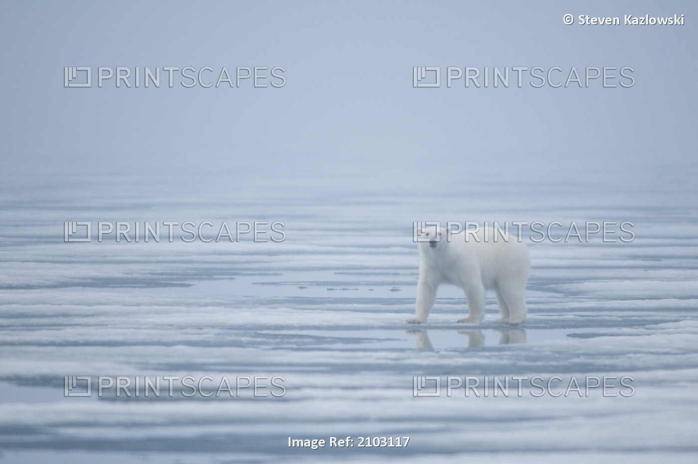 Polar Bear Travels Along Sea Ice In Search Of Seals Off The Coast Of Svalbard, ...