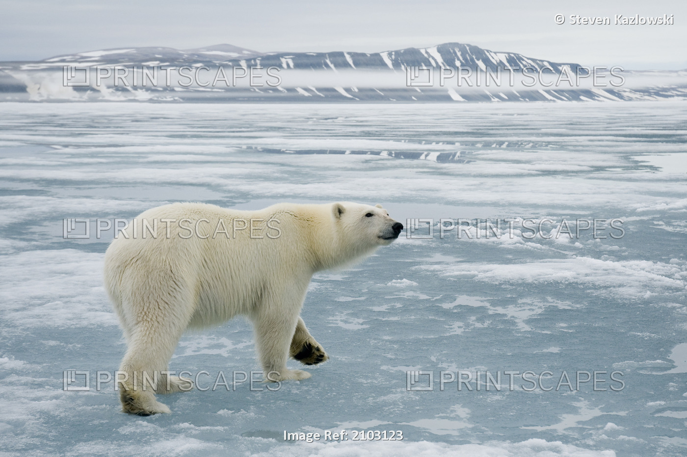 Polar Bear, Smelling The Air, Travels Along Sea Ice In Search Of Seals Off The ...
