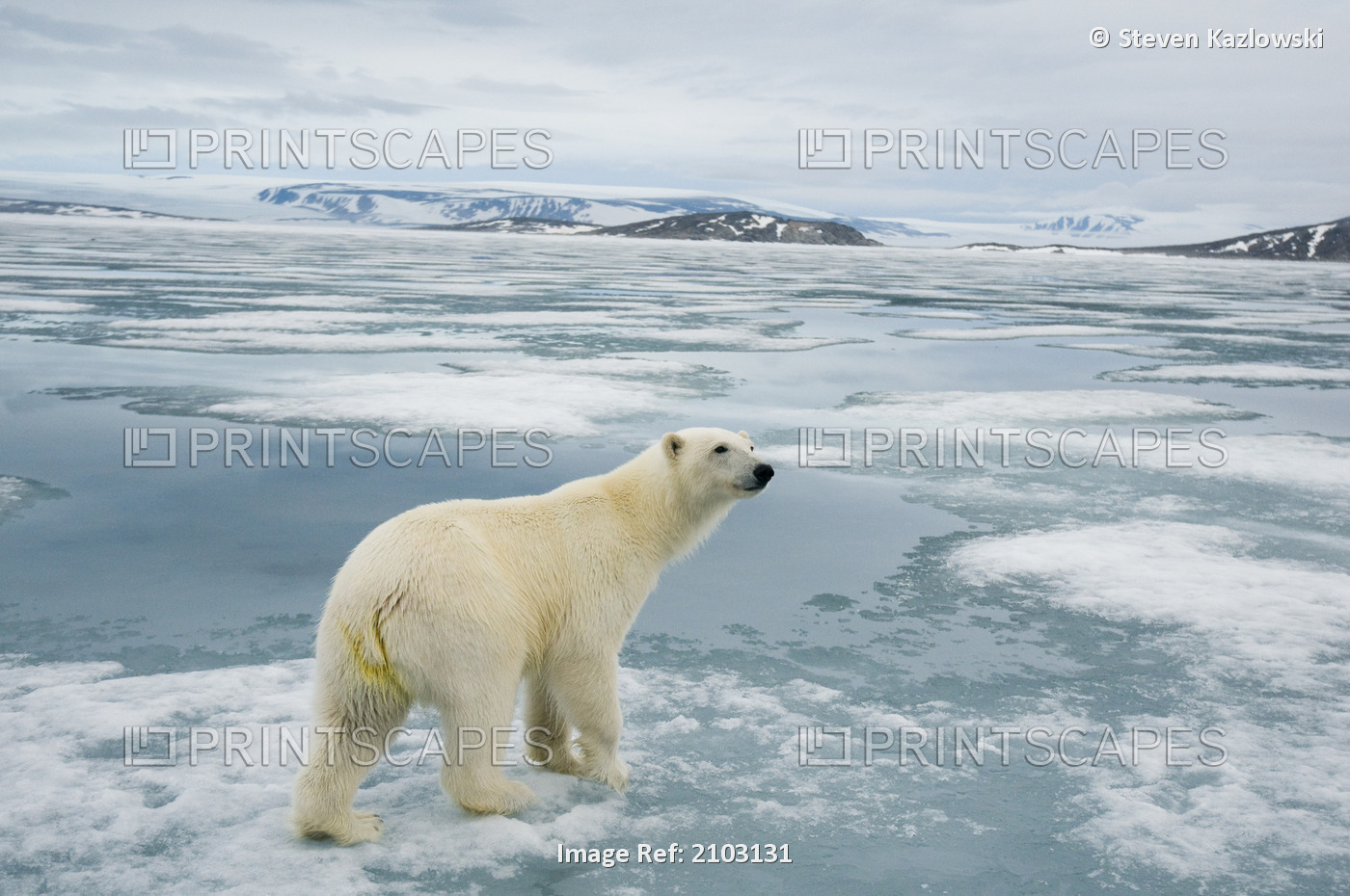 Polar Bear Sow Travels Along Sea Ice In Search Of Seals Off The Coast Of ...