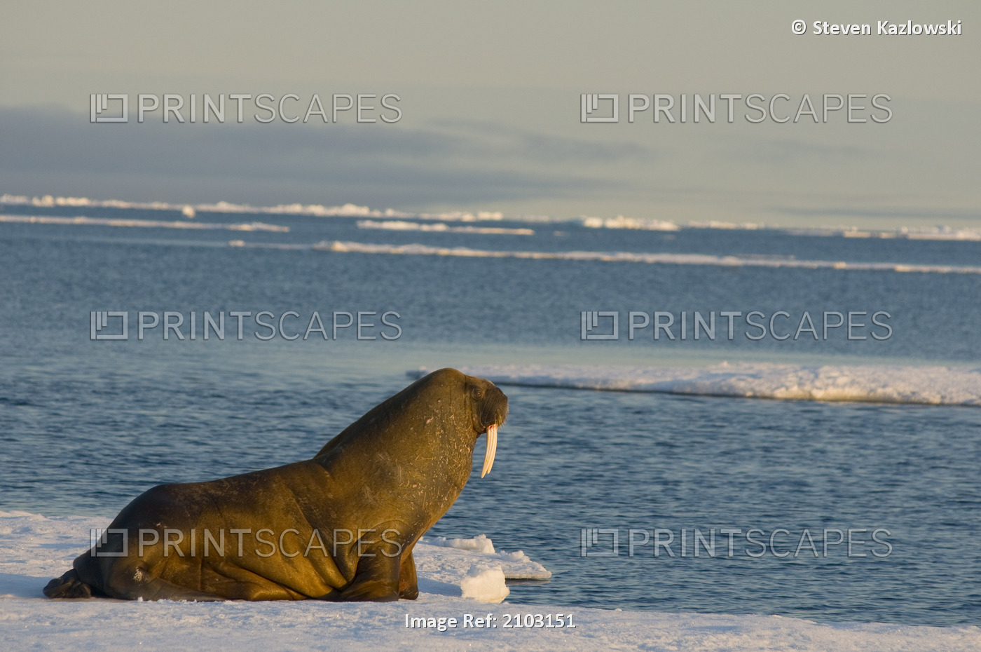 Walrus Bull Resting On An Ice Floe Floating Off The Coast Of Svalbard, Norway