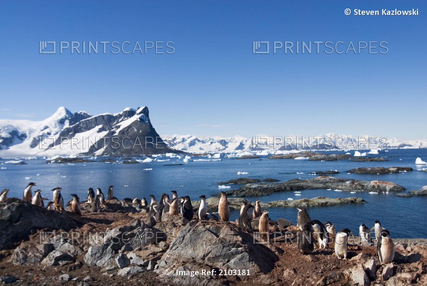 Adelie Penguin Off The Western Antarctic Peninsula, Antarctica Winter