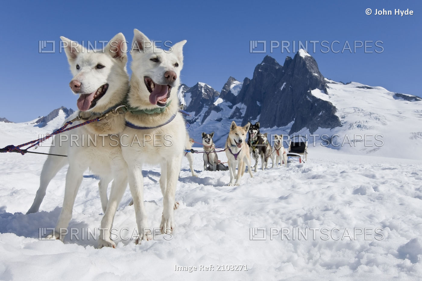 Sled Dog Team Standing On The Juneau Ice Field./Nthe Granite Spires Of ...