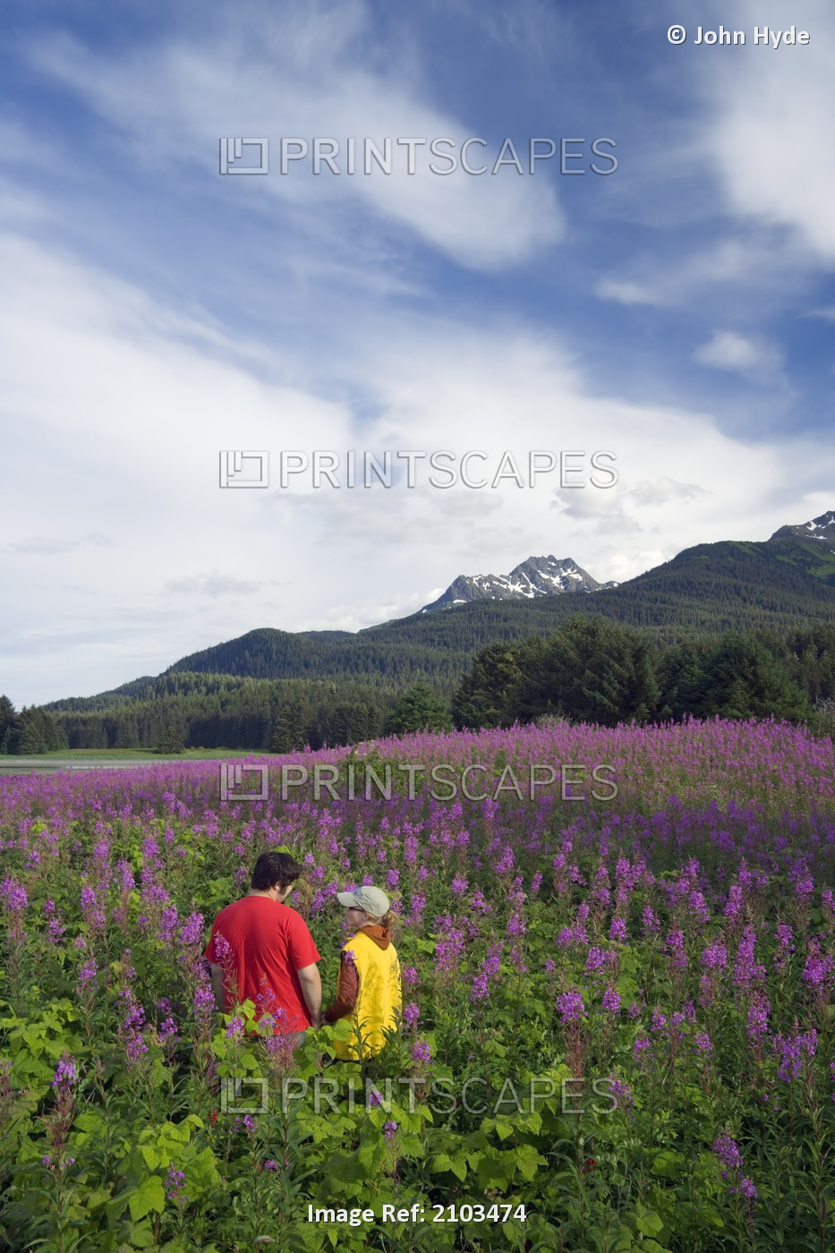 Couple Hiking Among Fireweed Admiralty Is Tongass National Forest Southeast ...