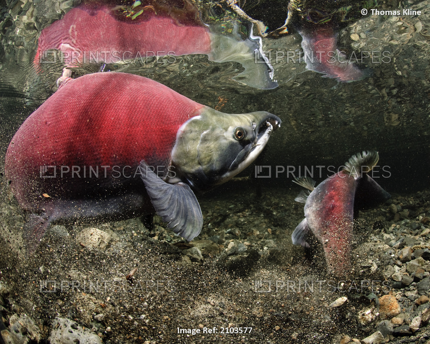 Paired up Sockeye with female salmon excavating a redd, Power Creek, Copper ...