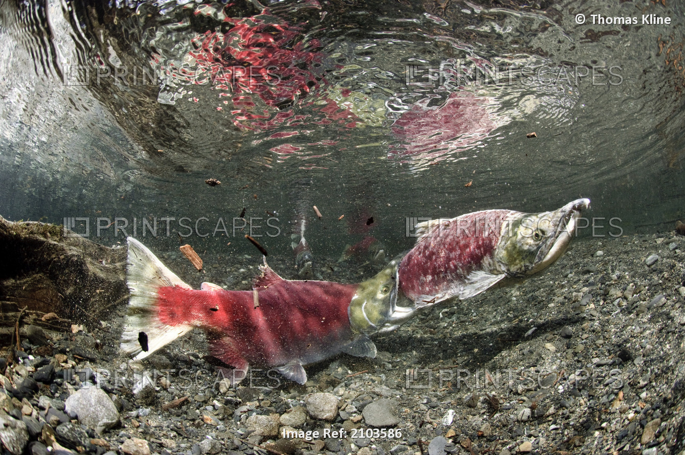Male Sockeye aggressively compete for females in Power Creek, Copper River ...