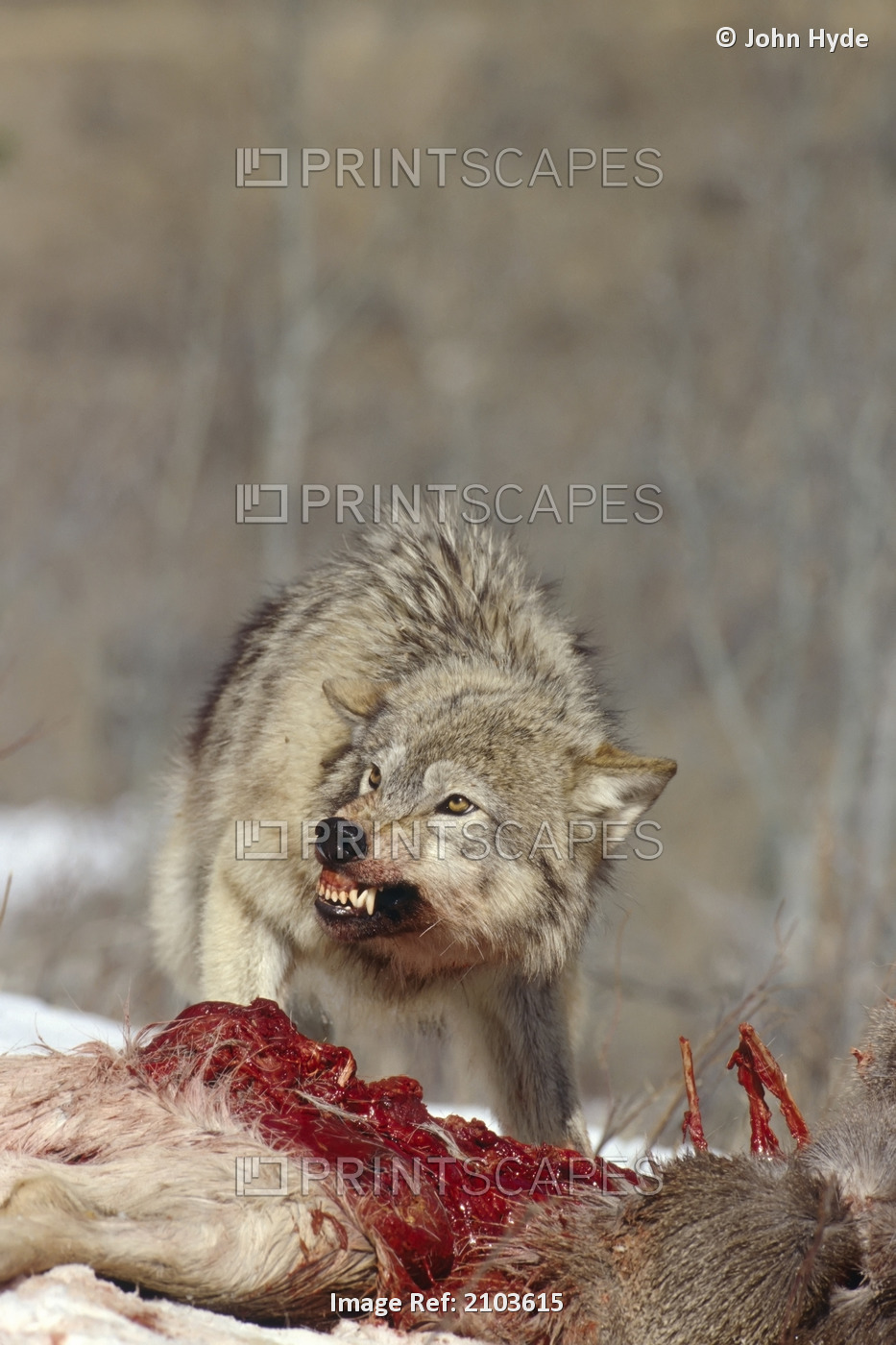 Grey Wolves Feeding On Deer Carcass In Winter. Captive.