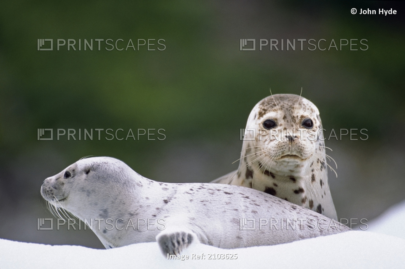 Harbor Seals On Ice South Sawyer Glacier Tracy Arm Ak Southeast Summer Portrait