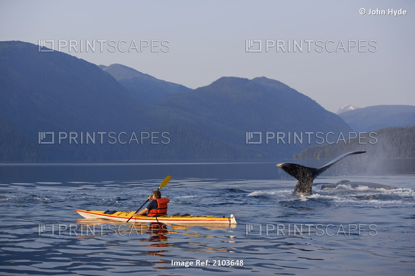 Man Sea Kayaking Near Swimming Pod Of Humpback Whales Inside Passage Southeast ...