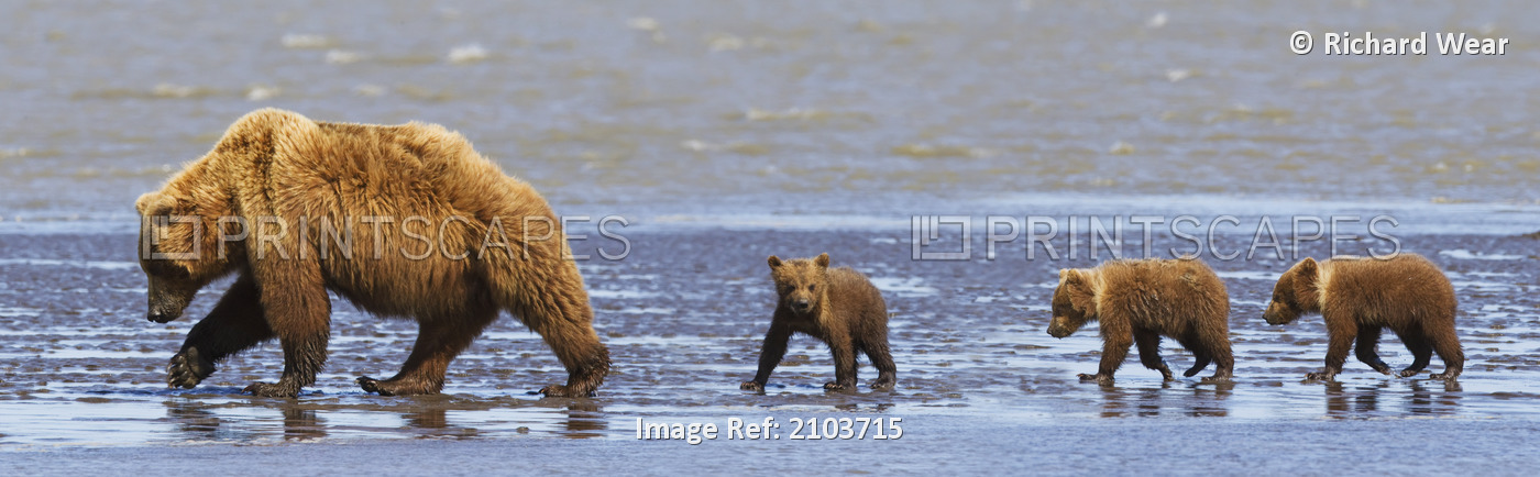 Brown Bear Sow And Her Three Cubs Walking On A Beach At Lake Clarke National ...