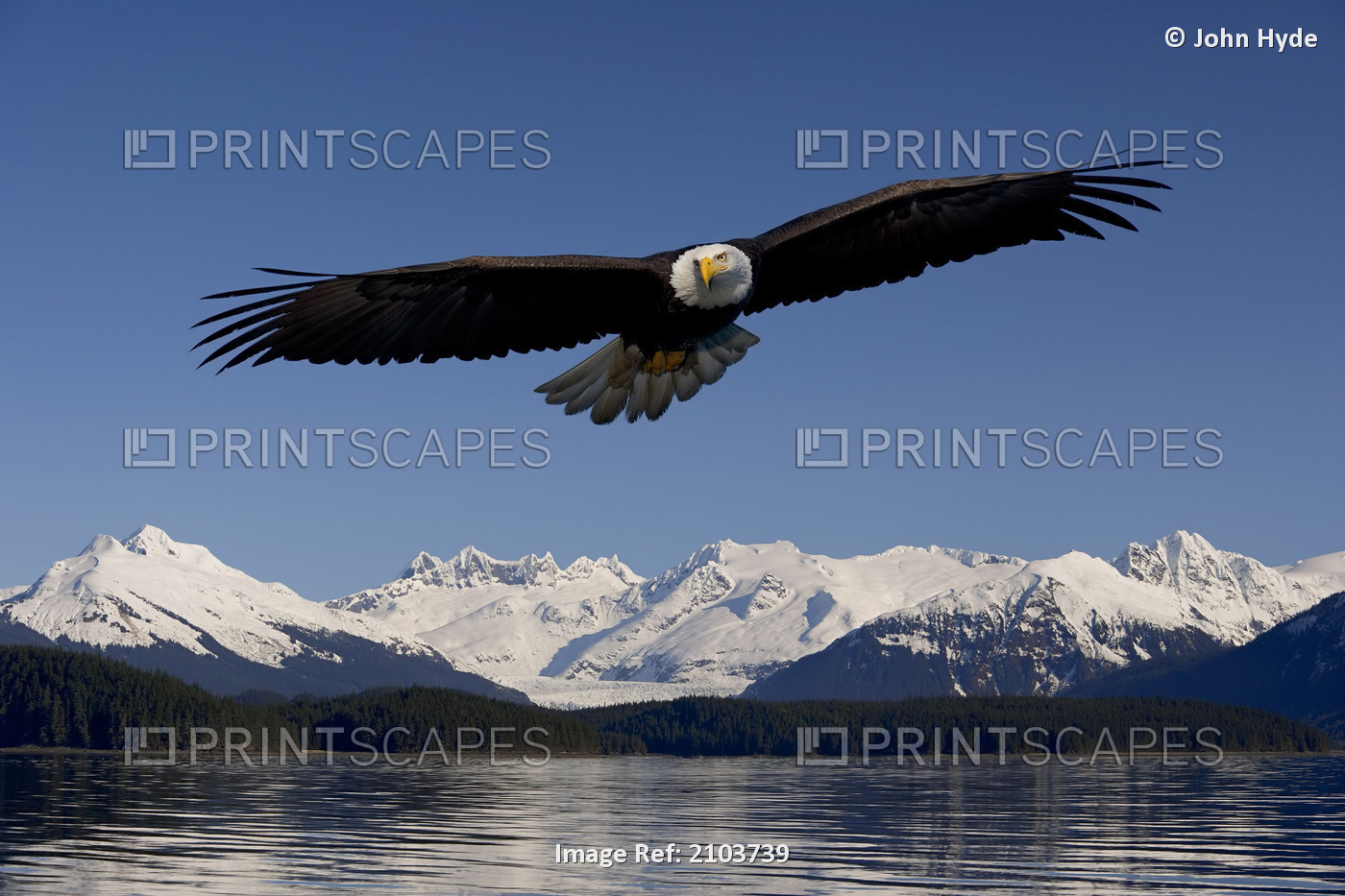 Bald Eagle In Flight Inside Passage Tongass National Forest Se Alaska Spring ...
