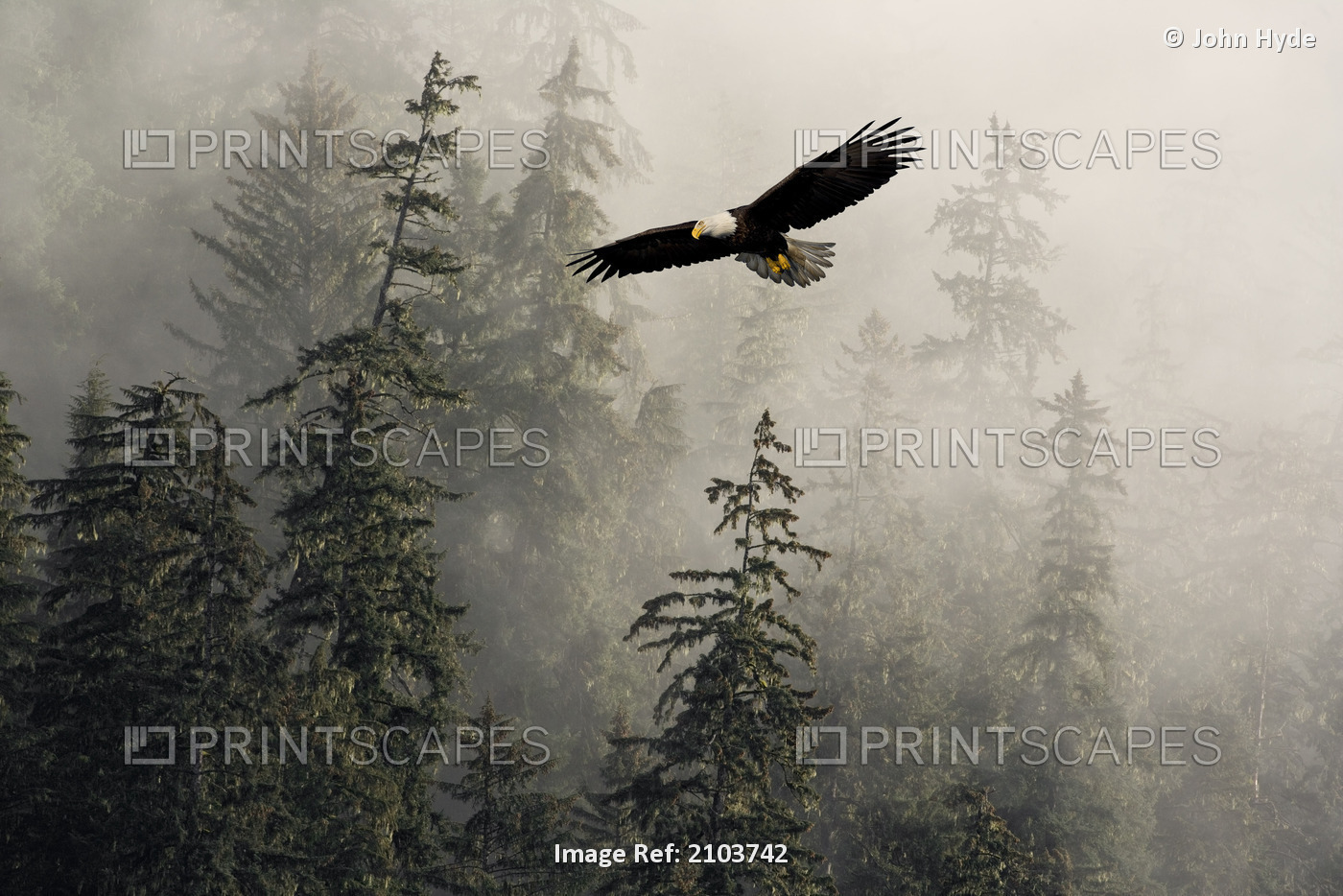 Bald Eagle Soaring In Flight Through Misty Tongass Nat Forest Se Alaska Summer ...